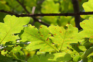 Image showing Oak leaves