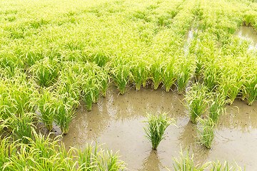 Image showing Paddy rice in meadow