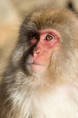 Image showing Monkey