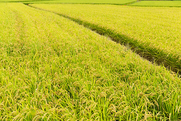 Image showing Paddy Rice field