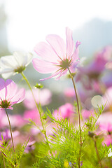 Image showing Cosmos flowers during sunset