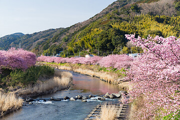 Image showing Sakura tree and river