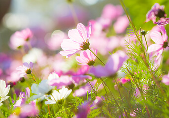 Image showing Cosmos flowers at sunset