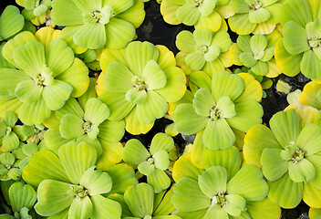 Image showing Green duckweed