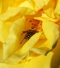 Image showing Dinner time