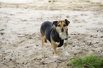 Image showing mongrel young dog on the beach sand