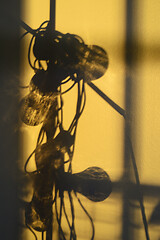 Image showing whimsical shadows of bulbs and wires on a wall