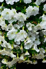 Image showing lovely white petunia flowers