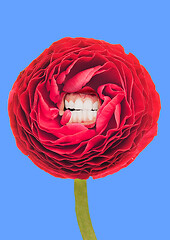 Image showing Smile and shine like a spring. Alternative flower.