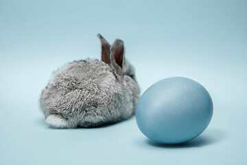 Image showing Easter bunny rabbit with painted egg on blue background. Easter holiday concept.