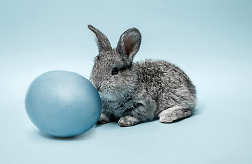 Image showing Easter bunny rabbit with painted egg on blue background. Easter holiday concept.