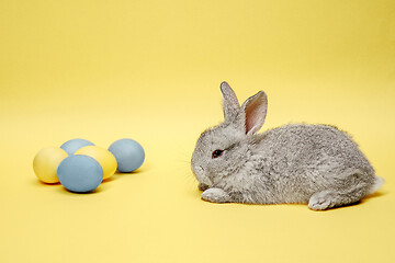 Image showing Easter bunny rabbit with painted eggs on yellow background. Easter holiday concept.