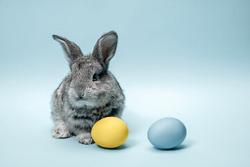 Image showing Easter bunny rabbit with painted eggs on blue background. Easter holiday concept.