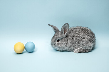 Image showing Easter bunny rabbit with painted eggs on blue background. Easter holiday concept.