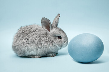 Image showing Easter bunny rabbit with painted egg on blue background. Easter holiday concept.