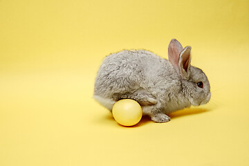 Image showing Easter bunny rabbit with painted egg on yellow background. Easter holiday concept.