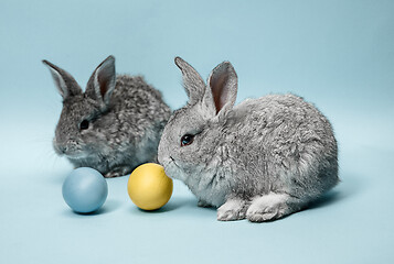 Image showing Easter bunny rabbit with painted eggs on blue background. Easter holiday concept.