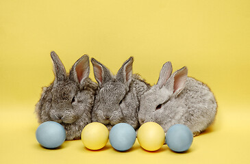 Image showing Easter bunny rabbits with painted eggs on yellow background. Easter holiday concept.