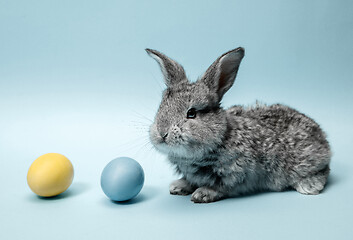 Image showing Easter bunny rabbit with painted eggs on blue background. Easter holiday concept.