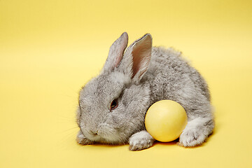 Image showing Easter bunny rabbit with painted egg on yellow background. Easter holiday concept.