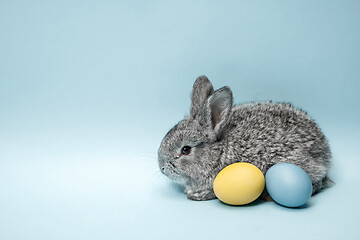 Image showing Easter bunny rabbit with painted eggs on blue background. Easter holiday concept.