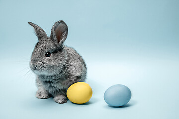 Image showing Easter bunny rabbit with painted eggs on blue background. Easter holiday concept.