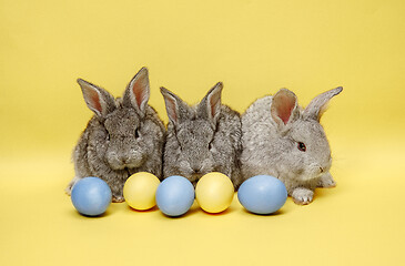 Image showing Easter bunny rabbits with painted eggs on yellow background. Easter holiday concept.