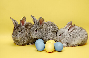 Image showing Easter bunny rabbits with painted eggs on yellow background. Easter holiday concept.