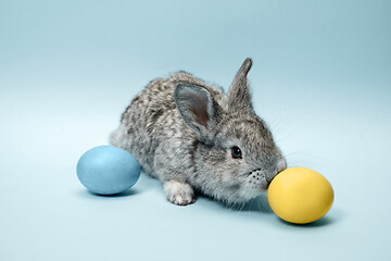 Image showing Easter bunny rabbit with painted eggs on blue background. Easter holiday concept.