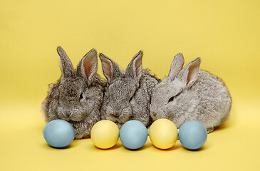 Image showing Easter bunny rabbits with painted eggs on yellow background. Easter holiday concept.