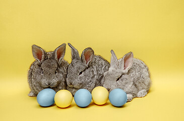 Image showing Easter bunny rabbits with painted eggs on yellow background. Easter holiday concept.