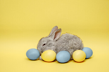 Image showing Easter bunny rabbit with painted eggs on yellow background. Easter holiday concept.