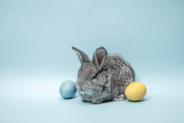 Image showing Easter bunny rabbit with painted eggs on blue background. Easter holiday concept.