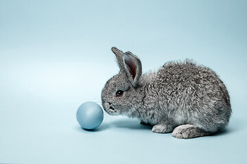 Image showing Easter bunny rabbit with painted egg on blue background. Easter holiday concept.