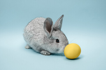 Image showing Easter bunny rabbit with painted egg on blue background. Easter holiday concept.