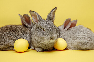 Image showing Easter bunny rabbits with painted eggs on yellow background. Easter holiday concept.