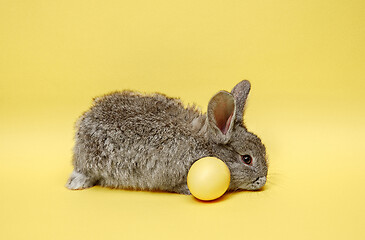 Image showing Easter bunny rabbit with painted egg on yellow background. Easter holiday concept.