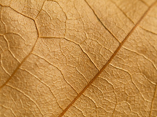 Image showing Brown leaf macro