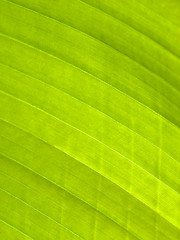 Image showing Beautiful banana leaf