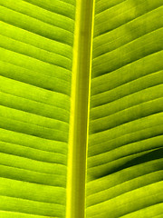 Image showing Beautiful banana leaf