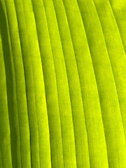 Image showing Beautiful banana leaf