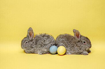 Image showing Easter bunny rabbits with painted eggs on yellow background. Easter holiday concept.