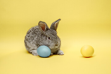 Image showing Easter bunny rabbit with painted eggs on yellow background. Easter holiday concept.