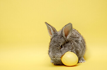 Image showing Easter bunny rabbit with painted egg on yellow background. Easter holiday concept.