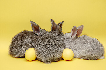 Image showing Easter bunny rabbits with painted eggs on yellow background. Easter holiday concept.