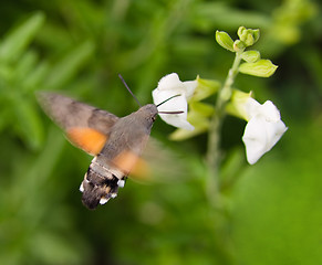 Image showing Hummingbird moth