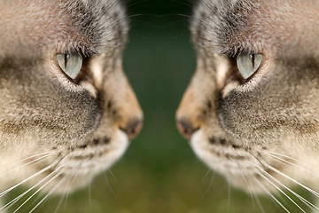 Image showing cat face to face