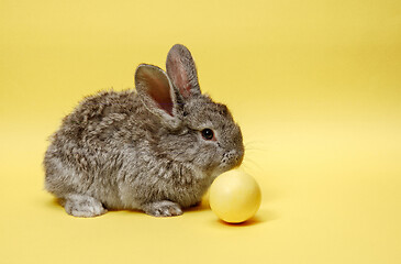 Image showing Easter bunny rabbit with painted egg on yellow background. Easter holiday concept.