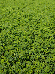 Image showing Fresh clover field