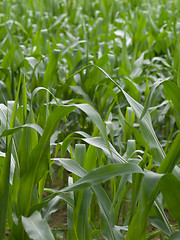 Image showing Corn crops field